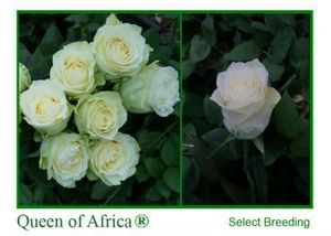 ROSE QUEEN OF AFRICA 50